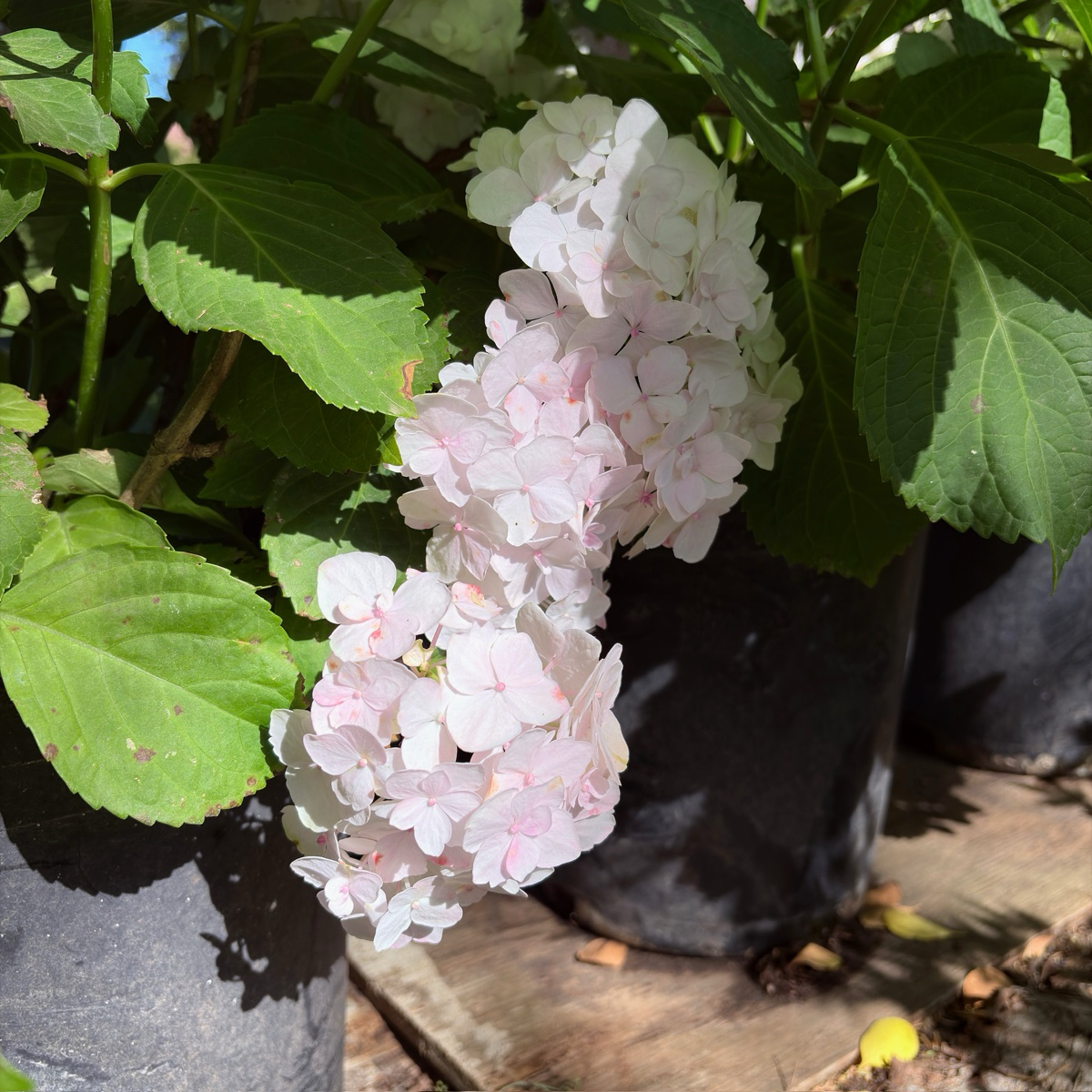 White Bigleaf Hydrangea