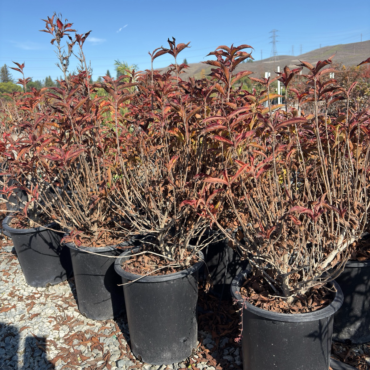 Variegated Dwarf Weigela