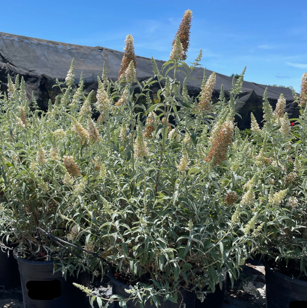 Buzz™ Ivory butterfly bush