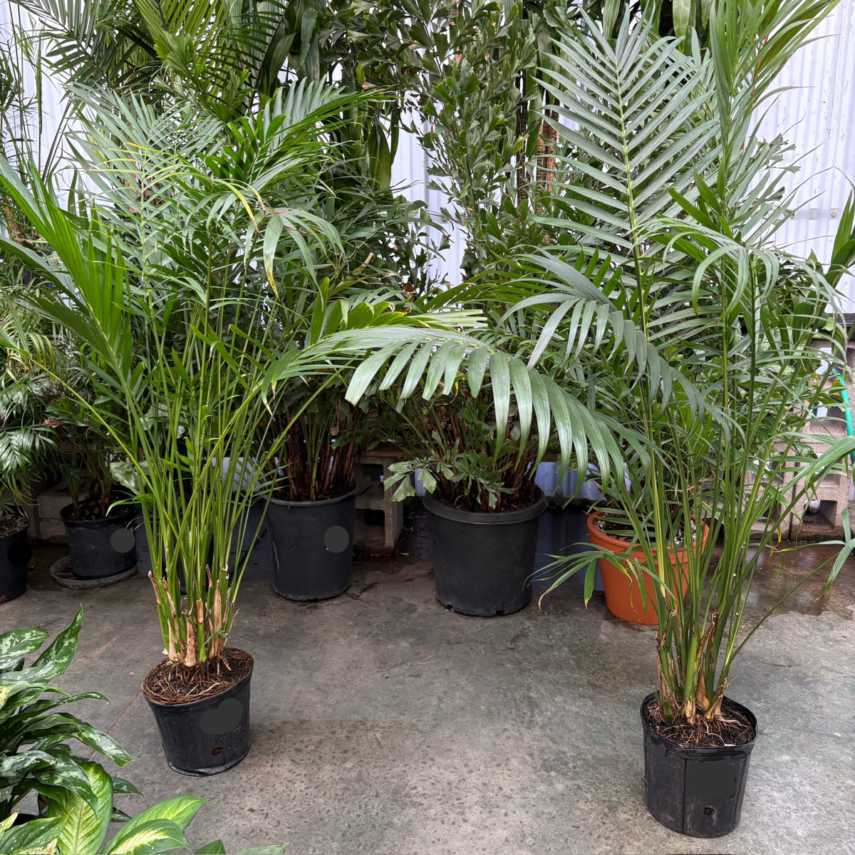 Cat Palm