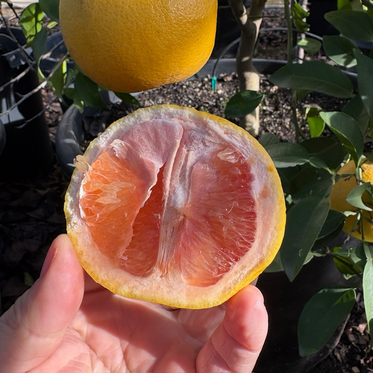 Flame Red Grapefruit 