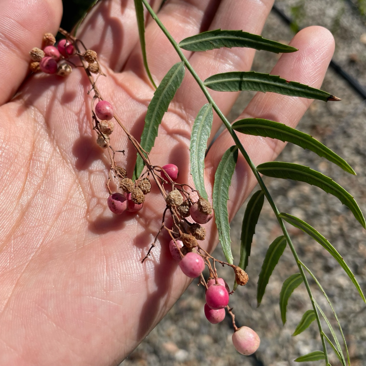 Schinus Molle