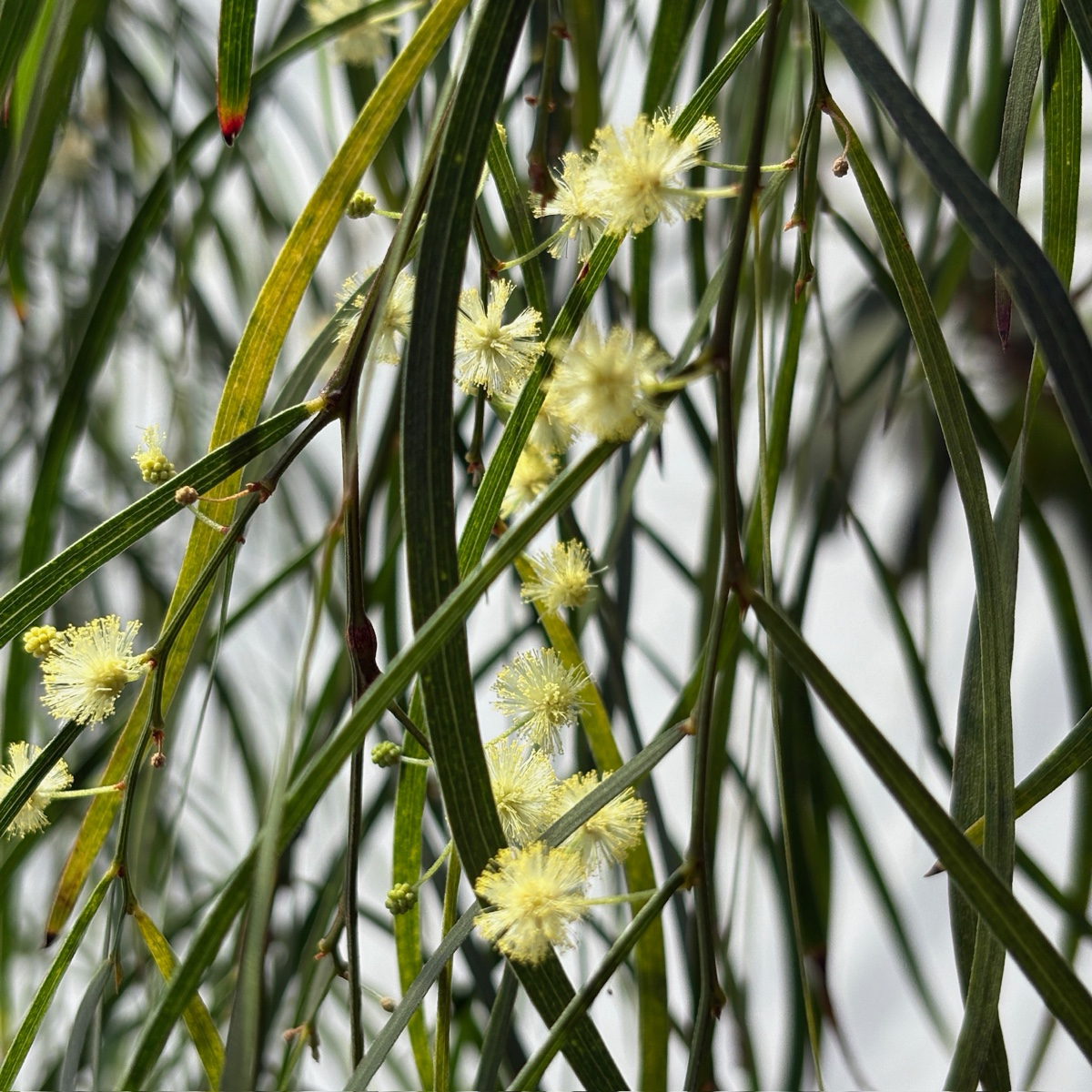 River Wattle