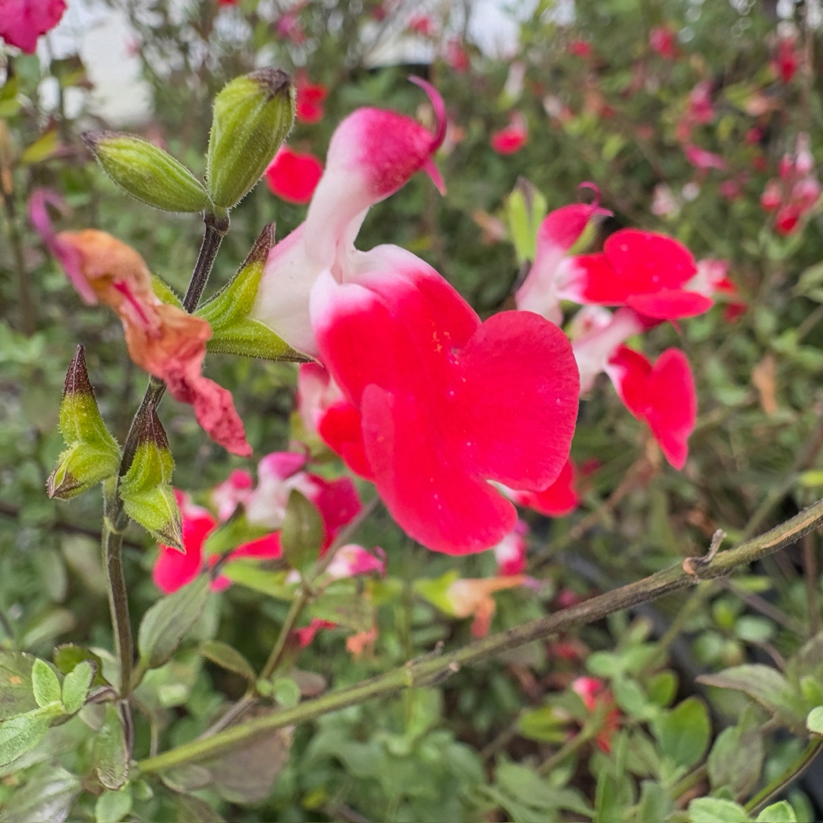 Hot Lips Sage