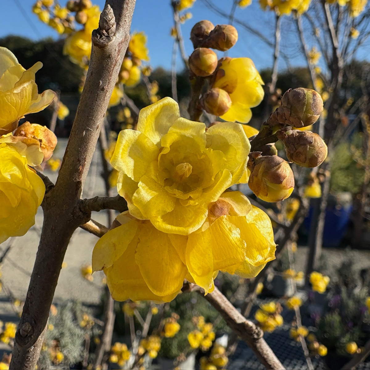 Yellow Winter Sweet