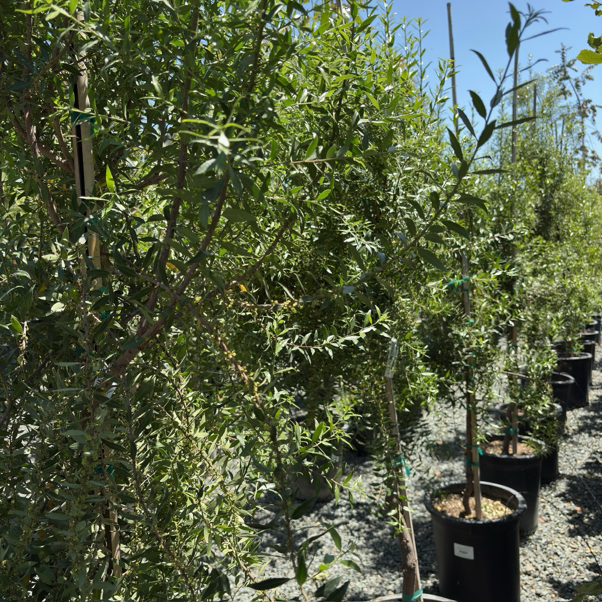 Maytenus boaria 'Green Showers'