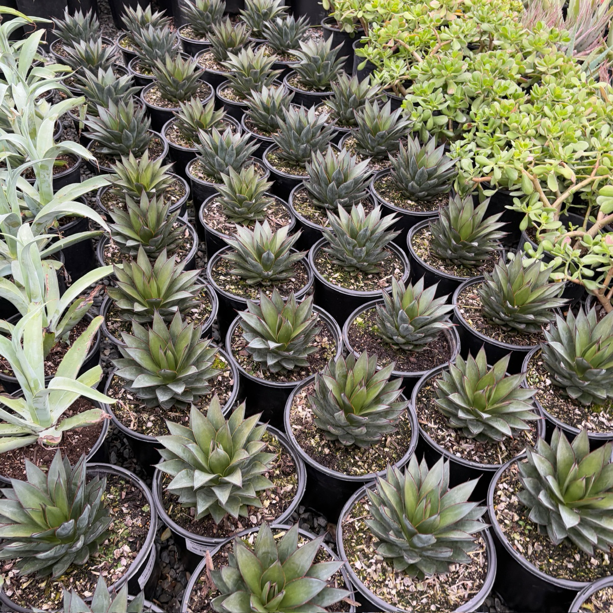 Agave 'Blue Glow'