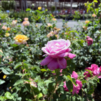 茶香月季-香水工厂