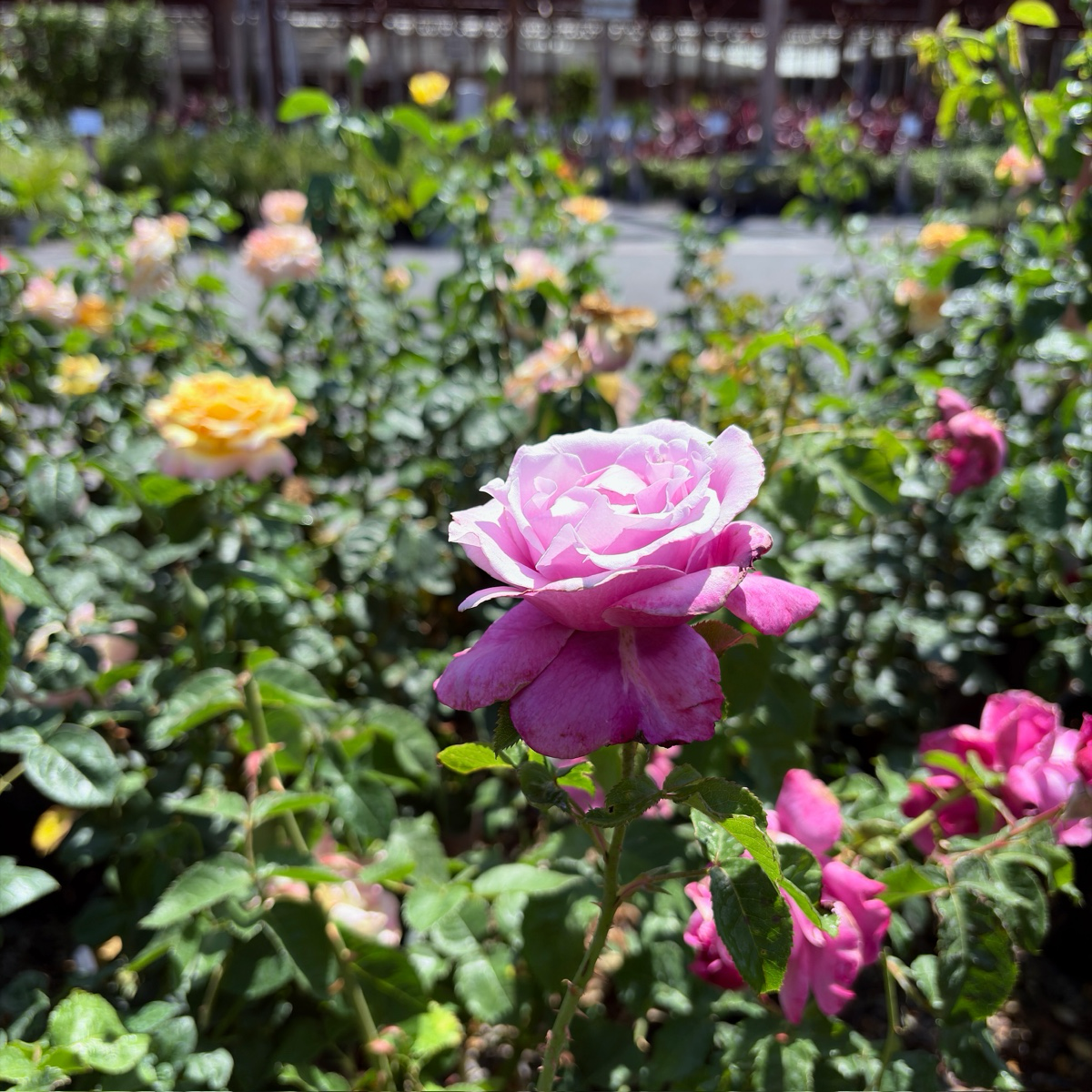 茶香月季-香水工厂