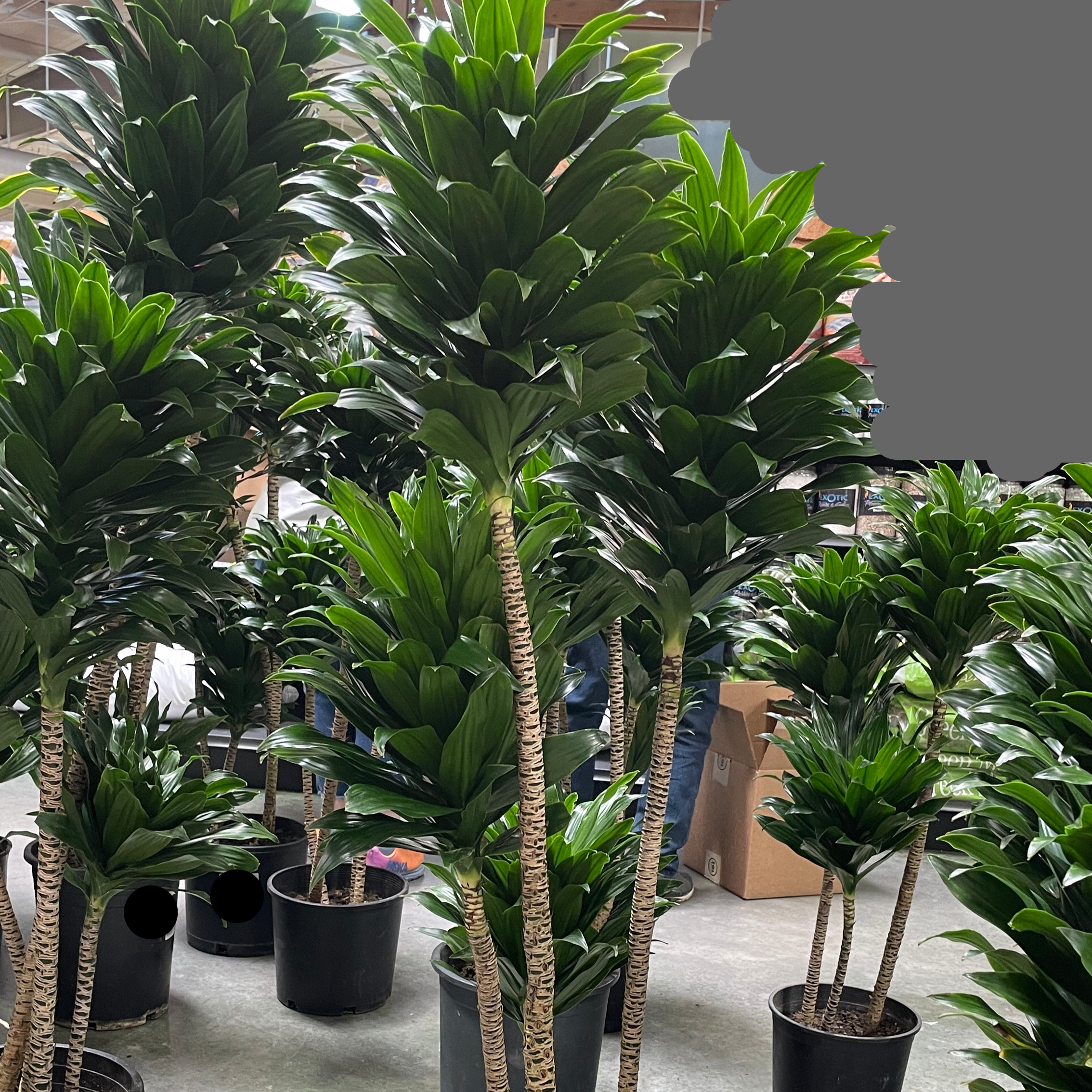 Dracaena JC Compacta