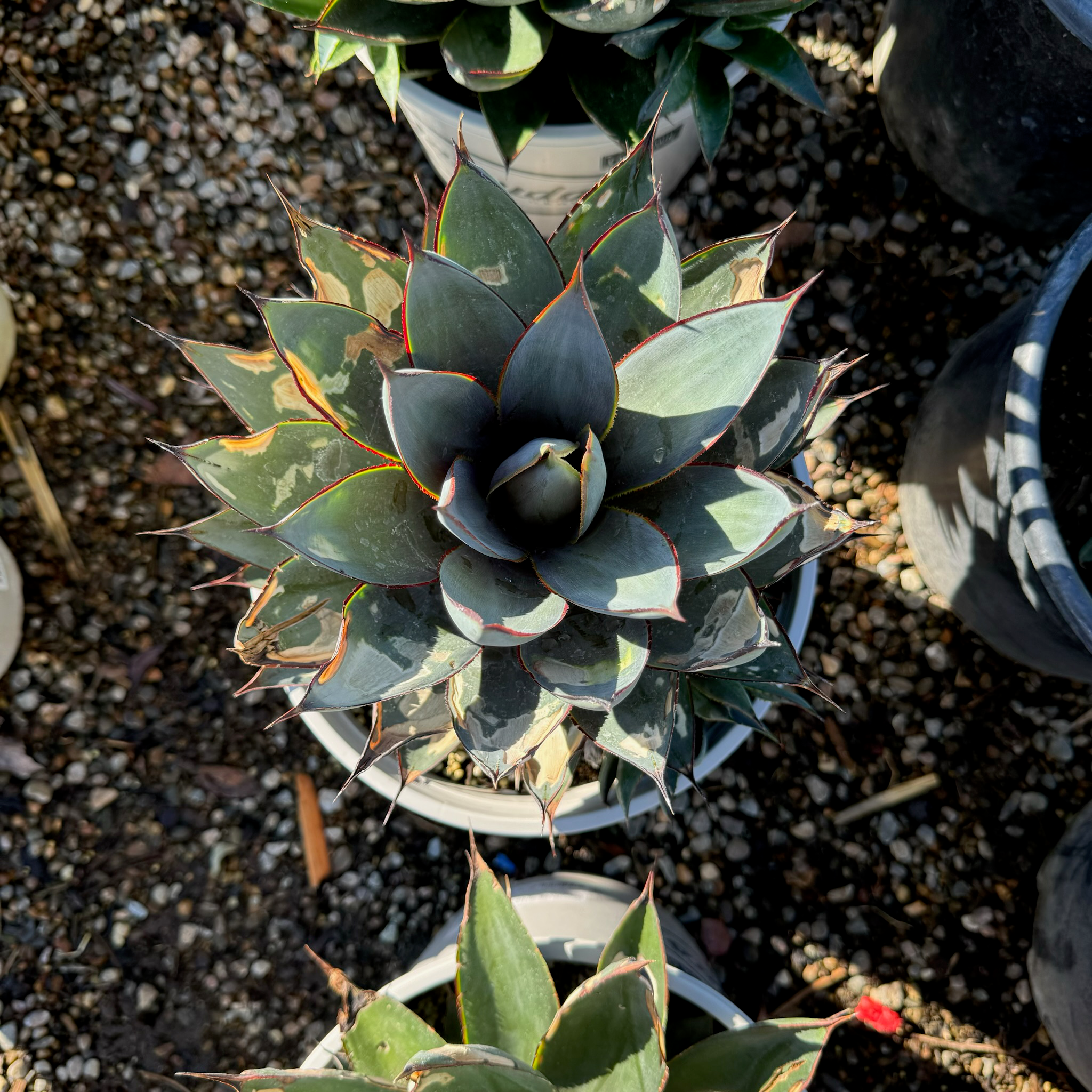 Agave 'Blue Glow'