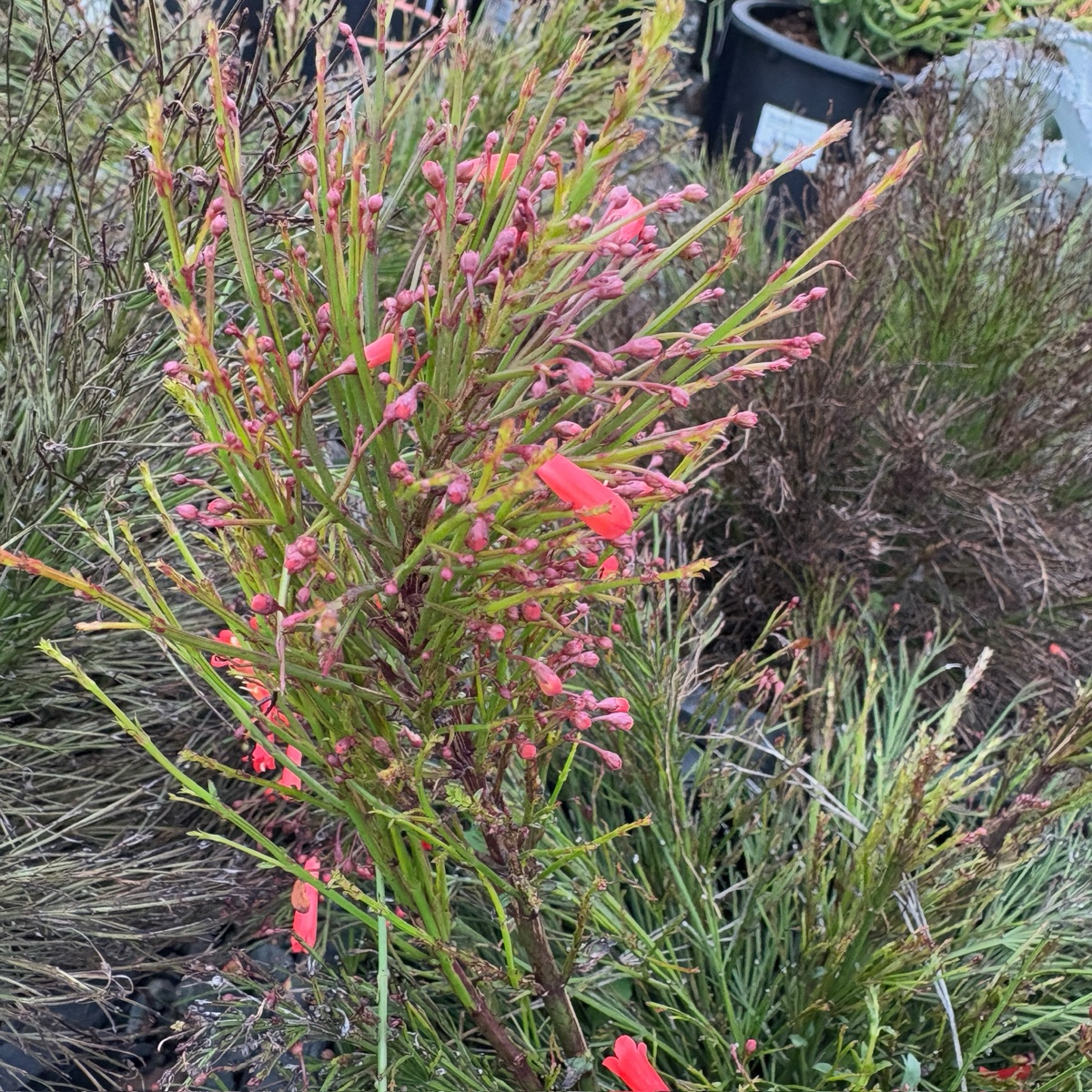 Firecracker Plant