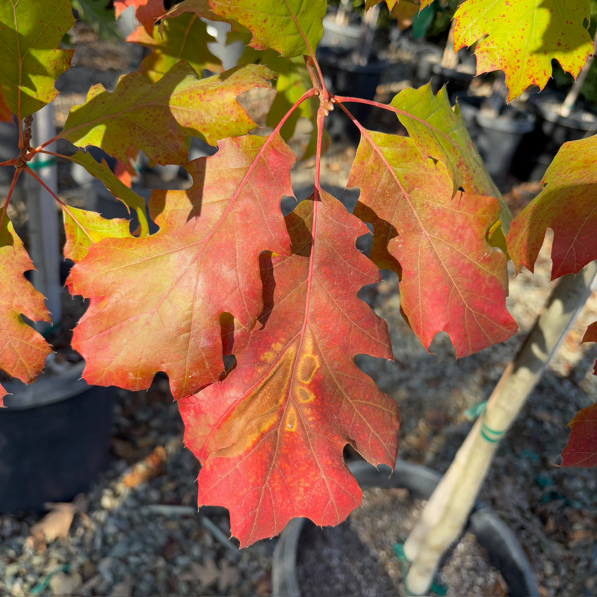 Red Oak