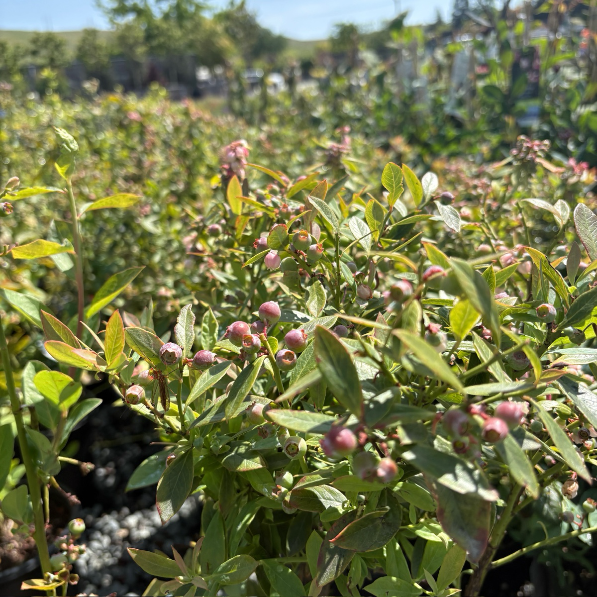 Sunshine Blue Shouthern Highbush Blueberry