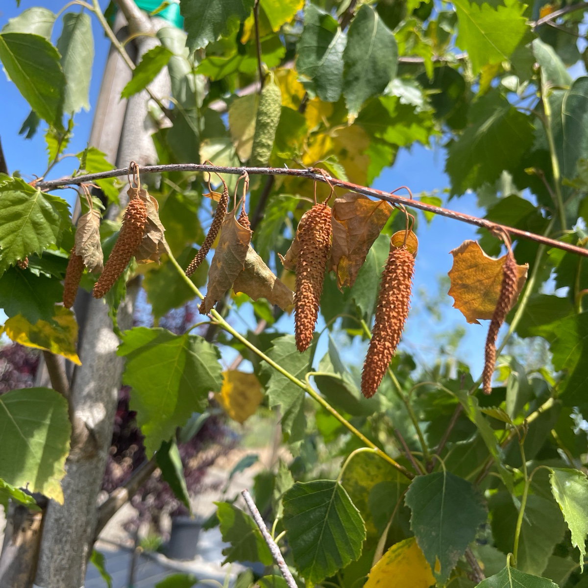 European White Birch