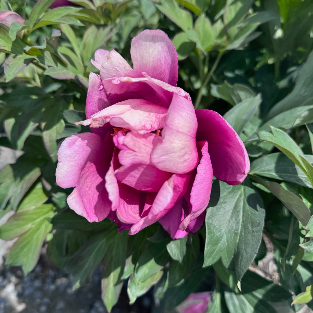 Pink Ardour Itoh Reony