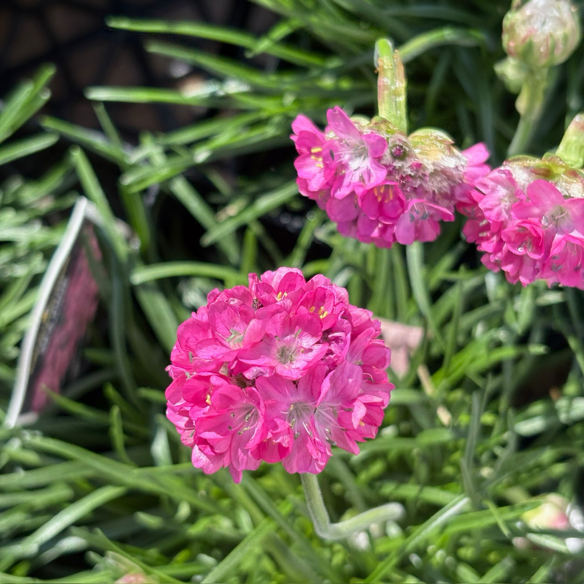 Splendens Sea Pink