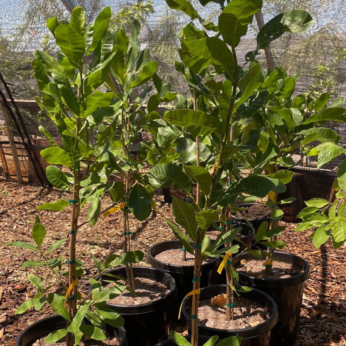 Nut Tree - Cashew