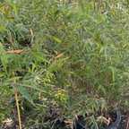 Golden Goddess Bamboo