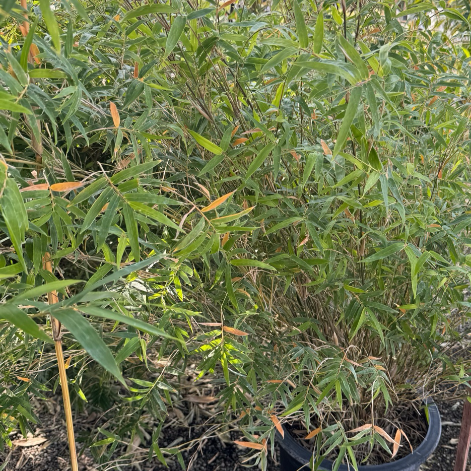 Golden Goddess Bamboo