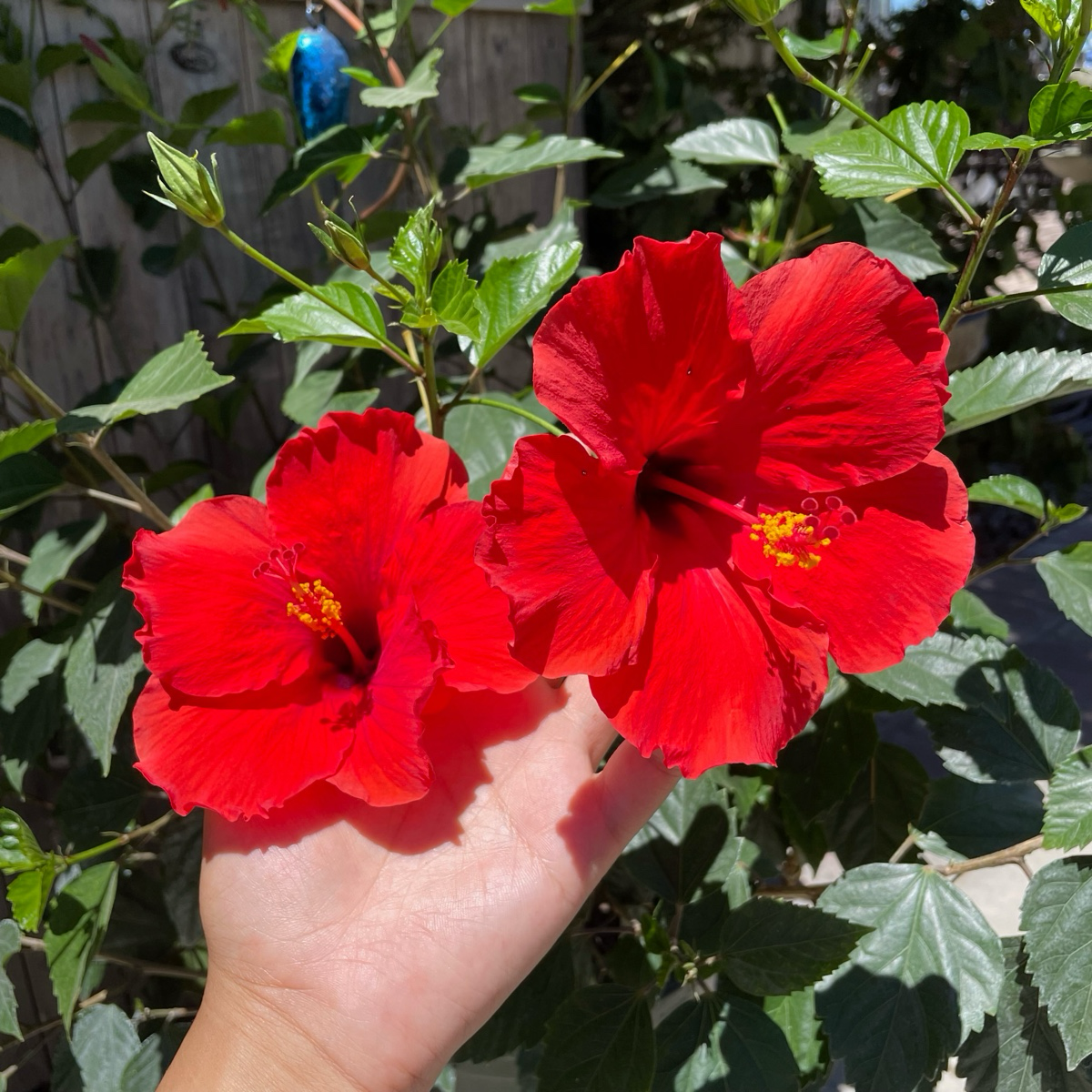 Single Rred  Hibiscus