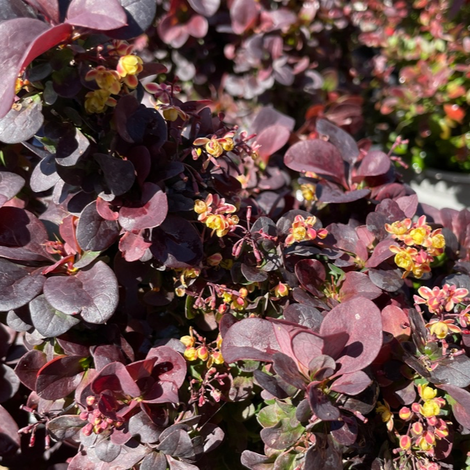 Concorde Barberry 