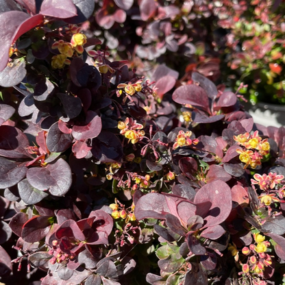 Berberis vulgaris - crimson barberry