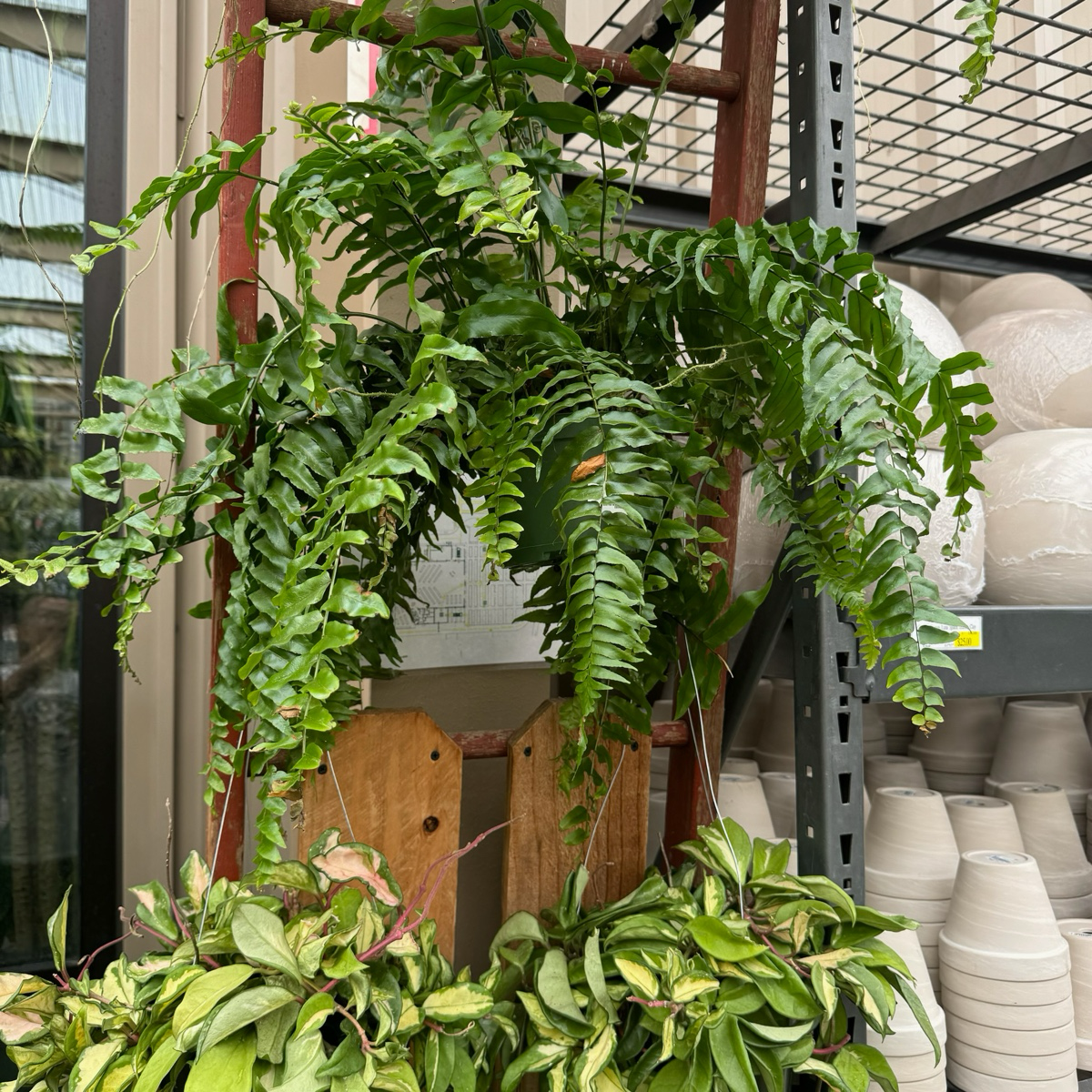 Macho Fern
