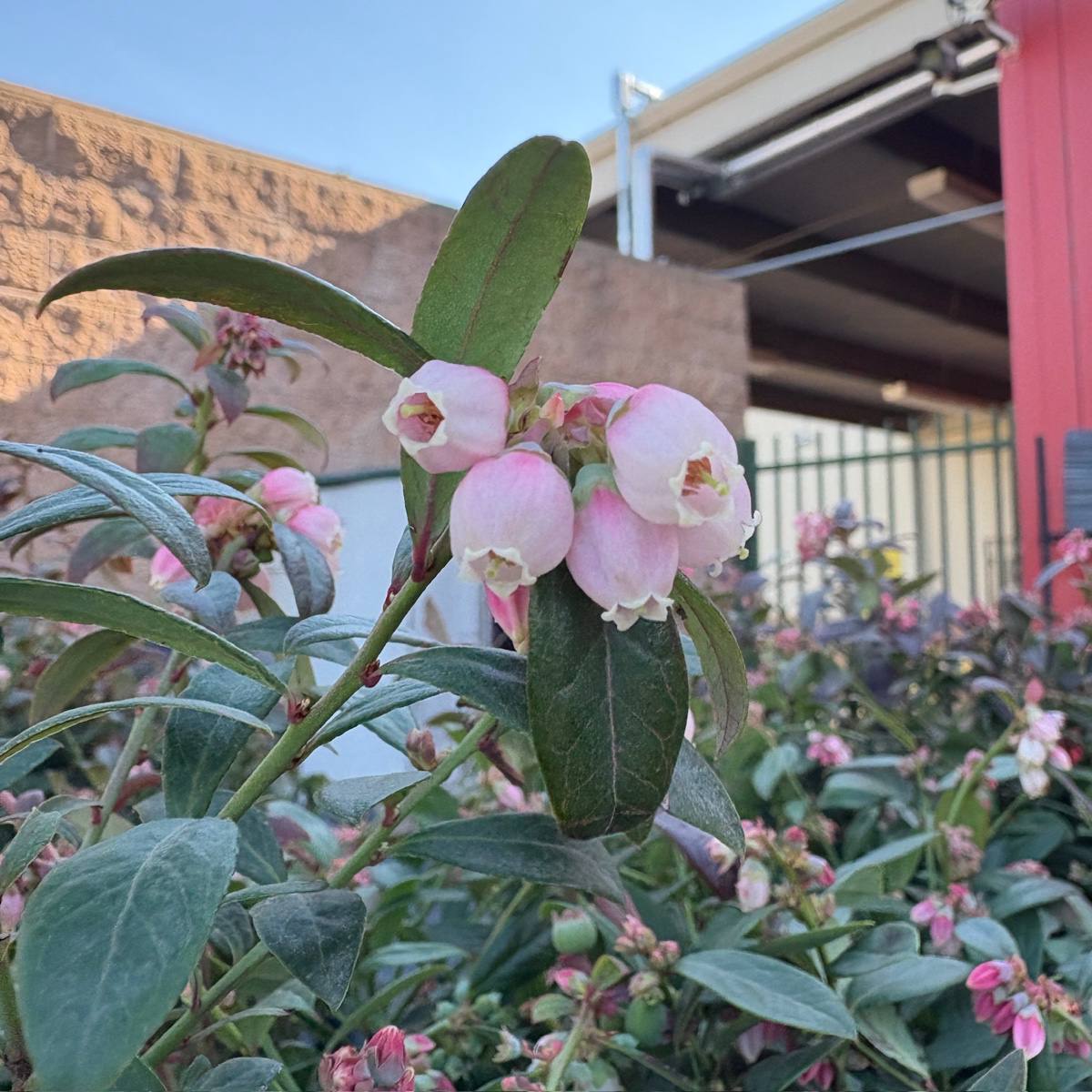 Sunshine Blue Shouthern Highbush Blueberry