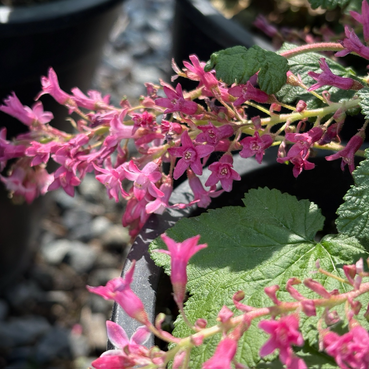 Anthony Waterer Spirea