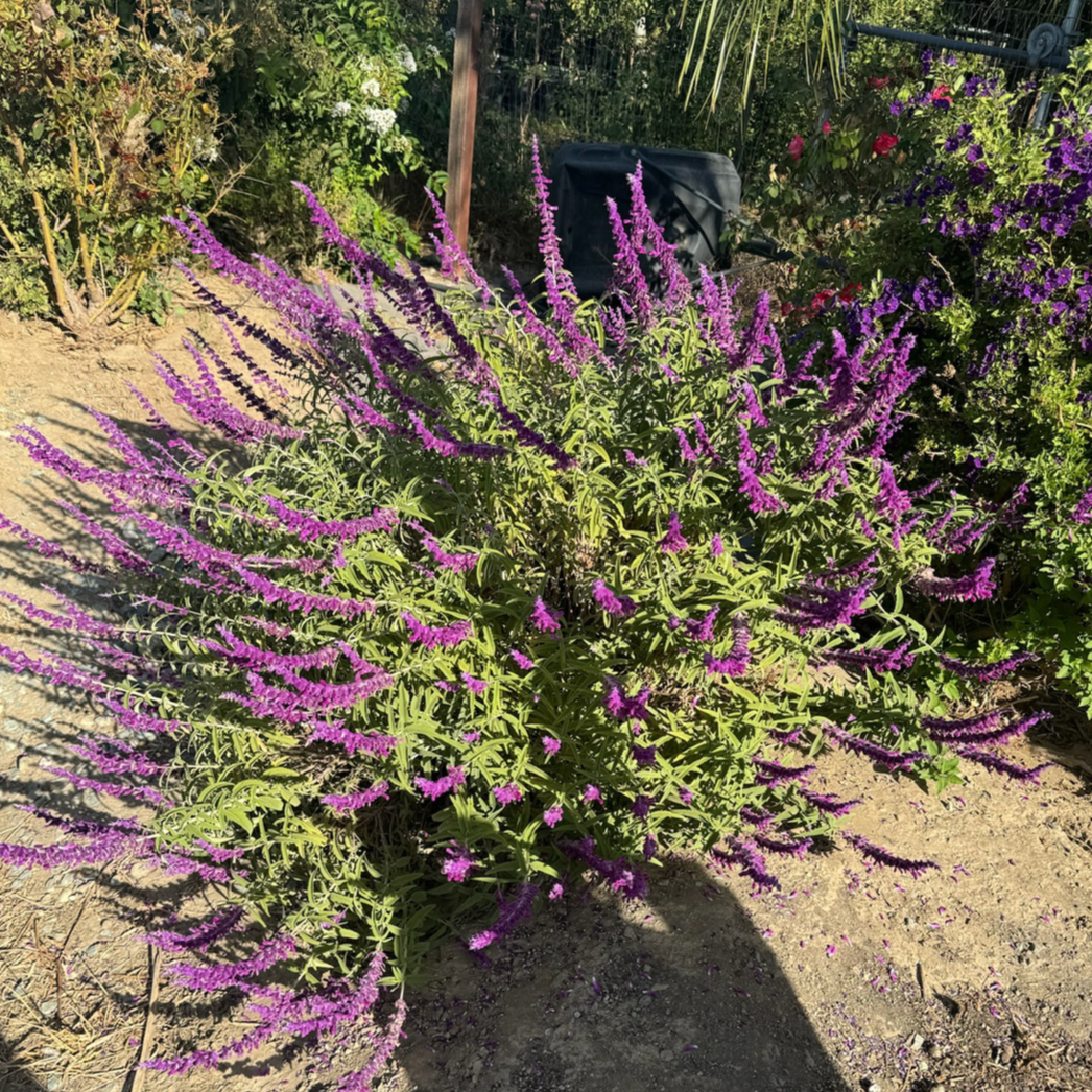 Mexican Bush Sage