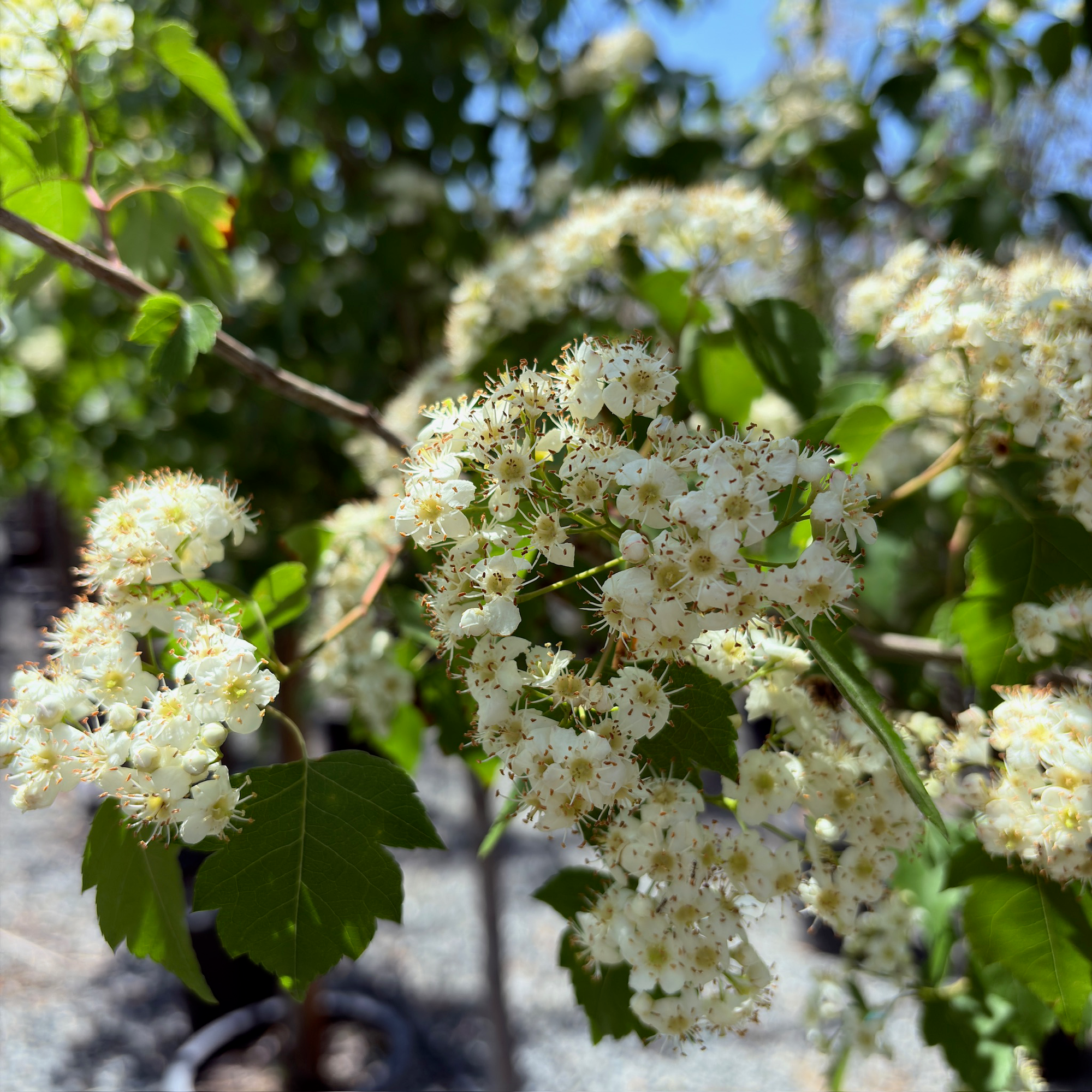 Washington Hawthorn