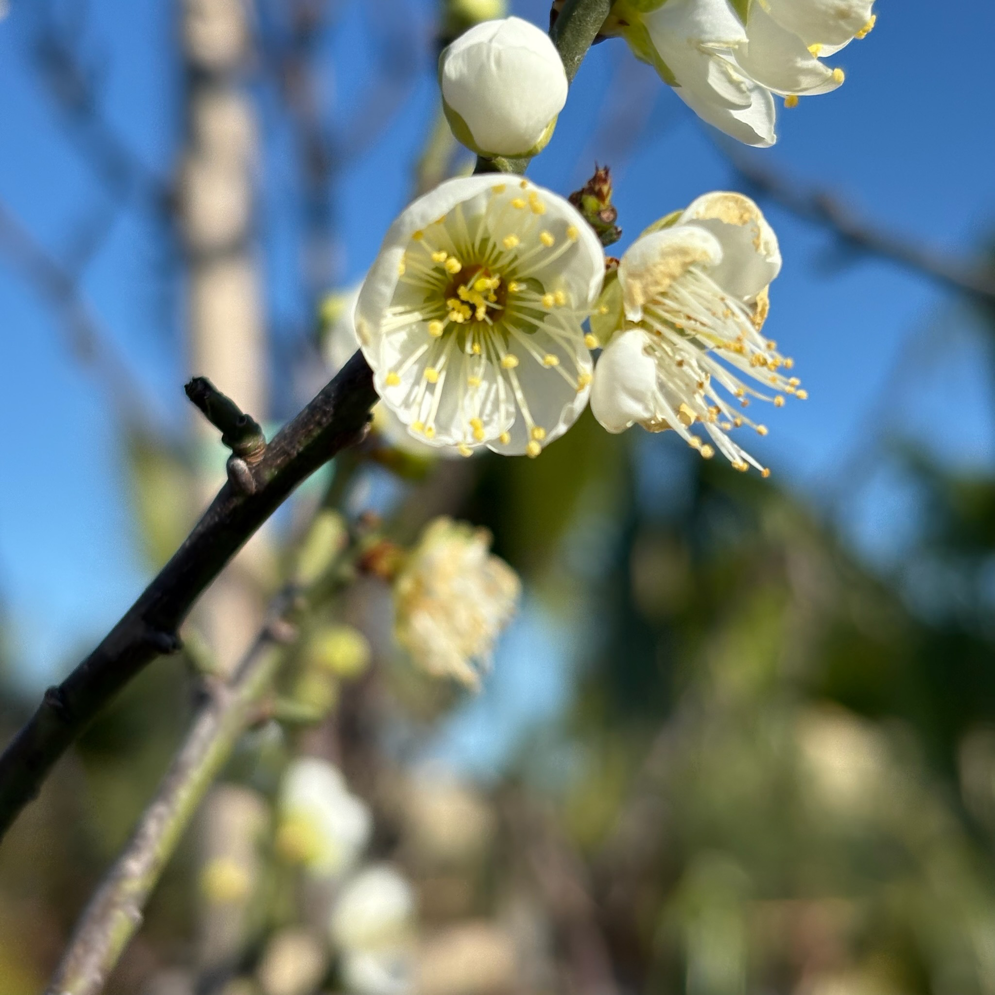 Shiro Kaga Apricot Tree/Japanese Apricot Tree