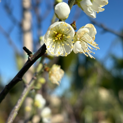 Green plum tree - Japanese green plum tree