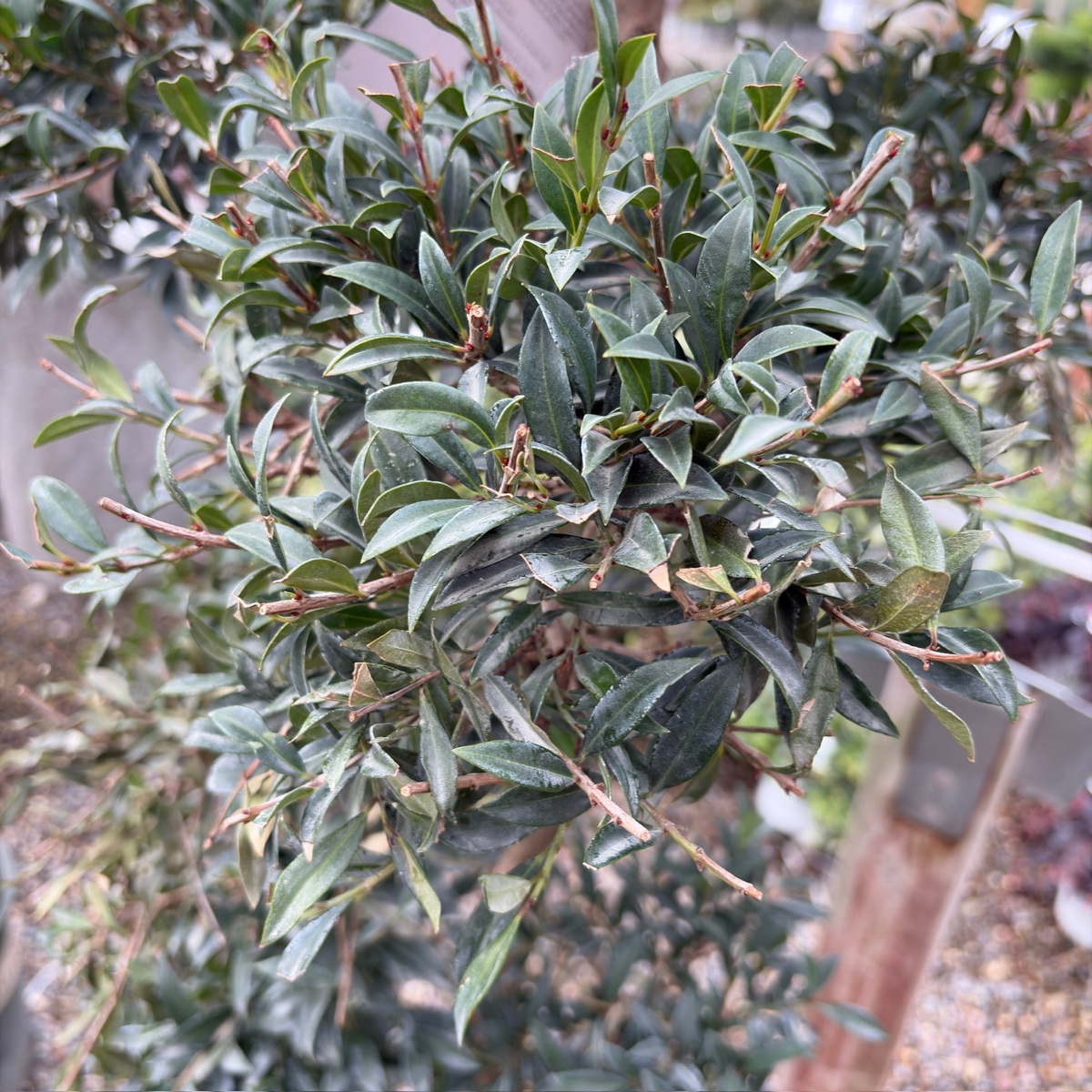澳洲樱桃