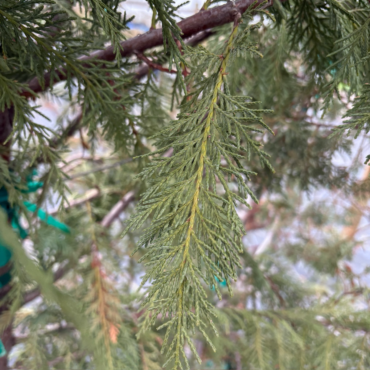 Leyland Cypress