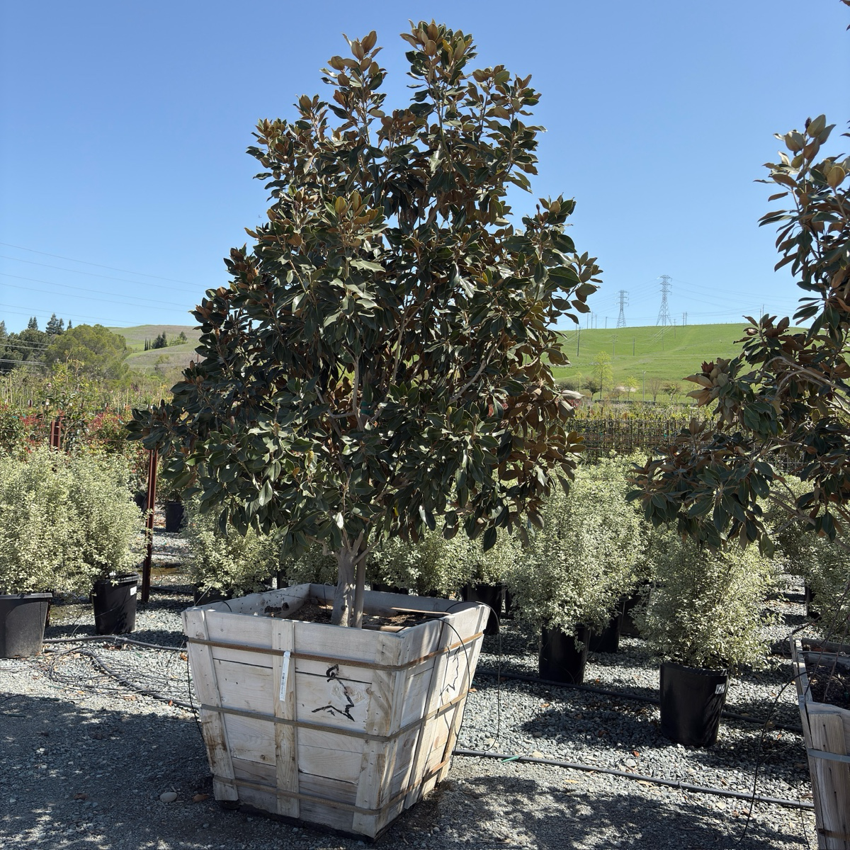 Little Gem Southern magnolia