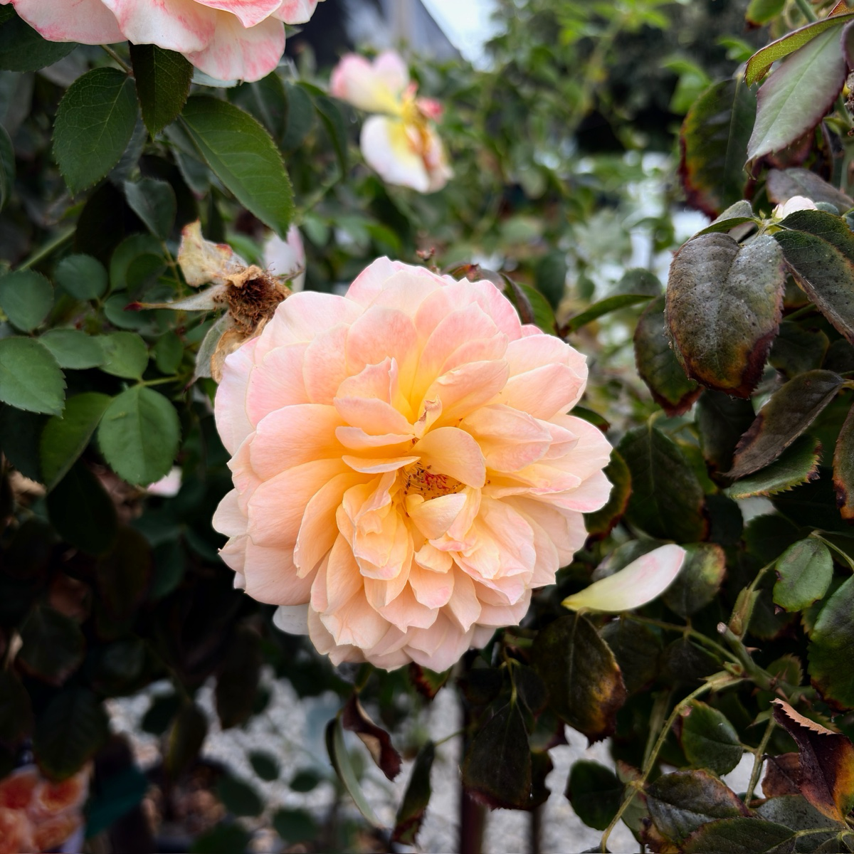 丰花月季-永恒琥珀