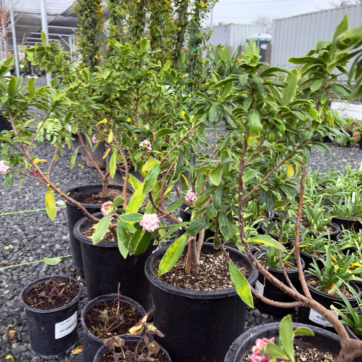 Variegated Winter Daphne