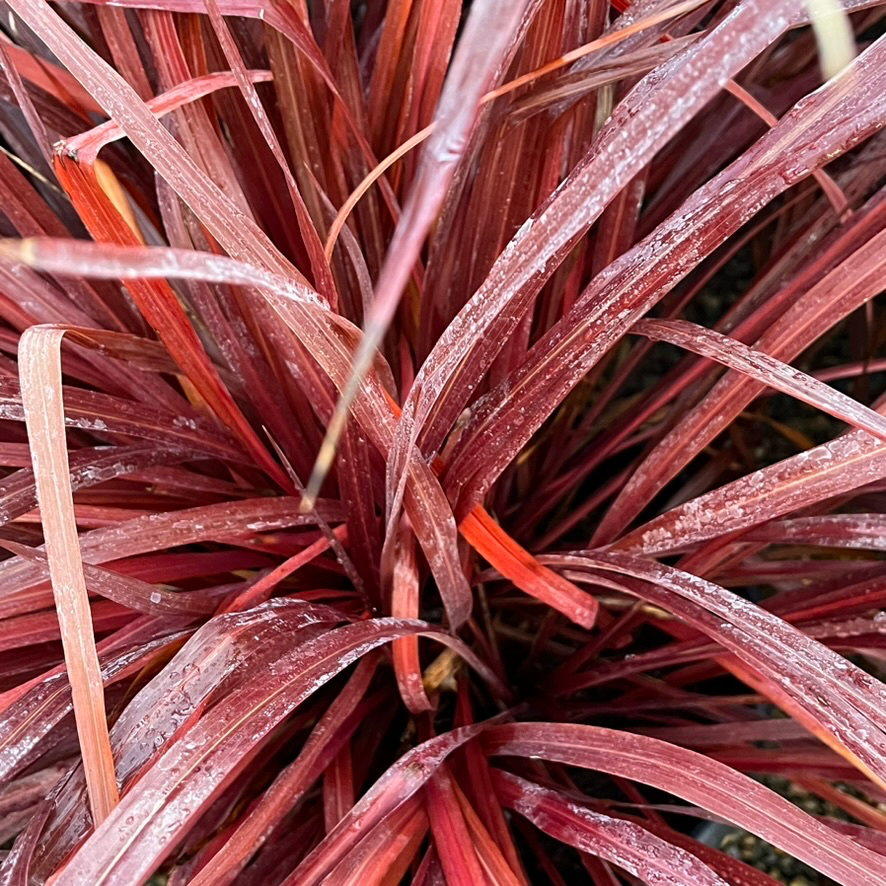 Cordyline 'Design-A-Line'