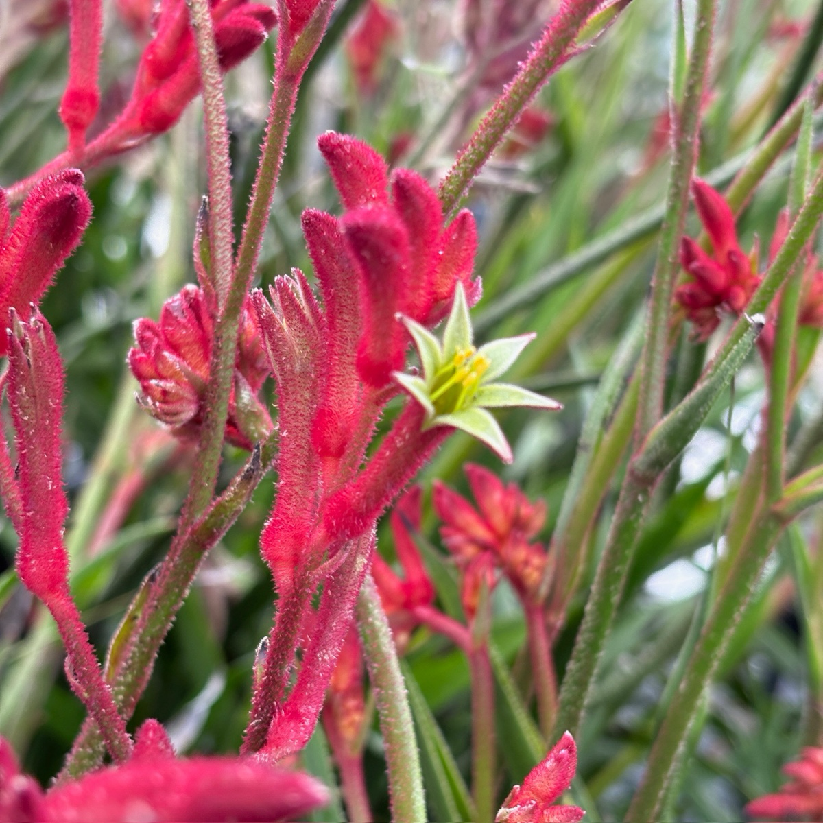 袋鼠爪-丛林游侠