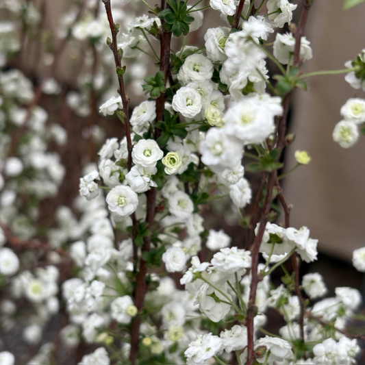 Bridal Wreath Spirea, Shoe Button Spirea