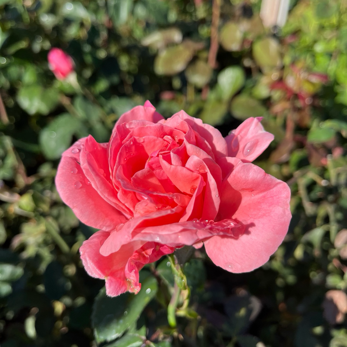 壮花月季-伊丽莎白女王
