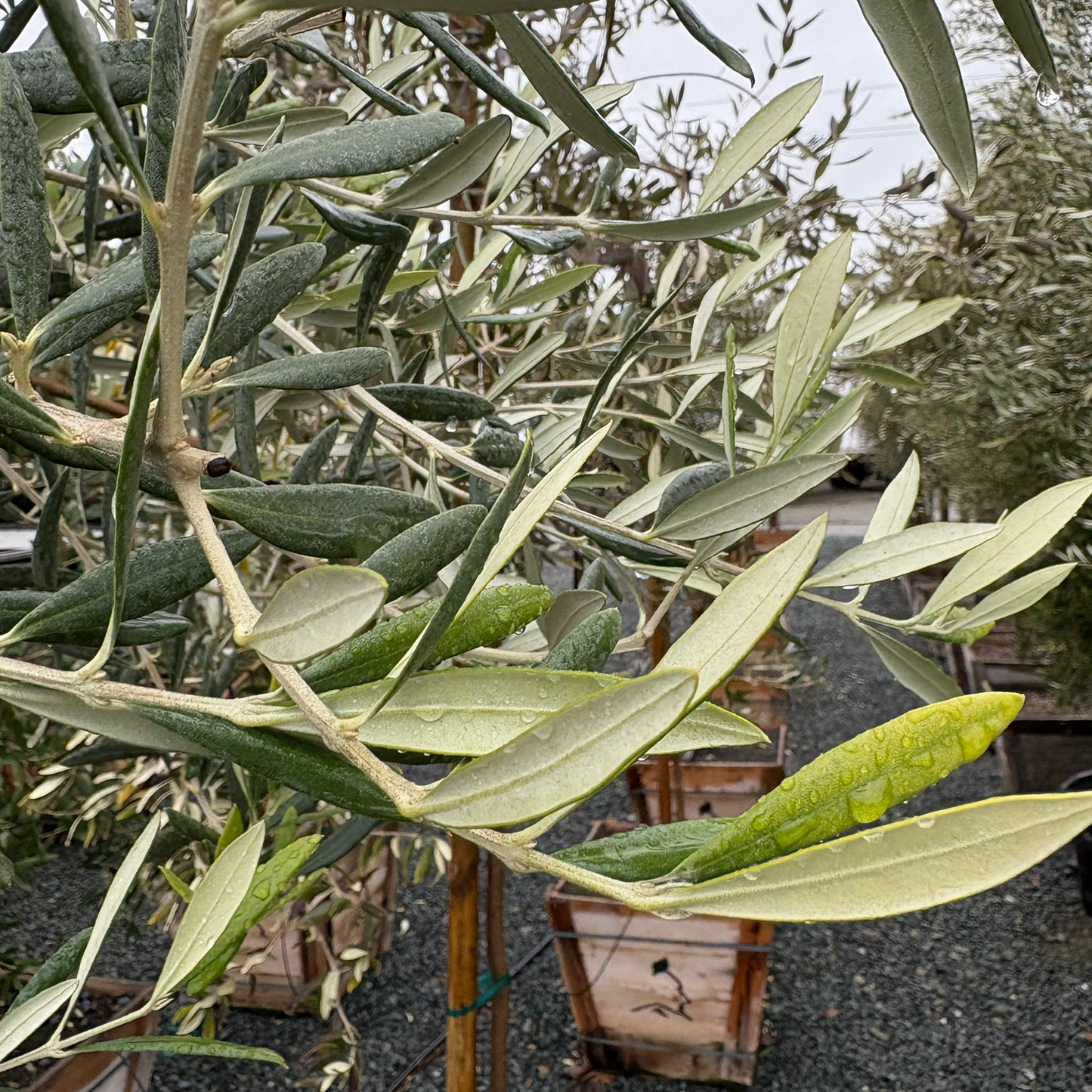 Swan Hill Olives®