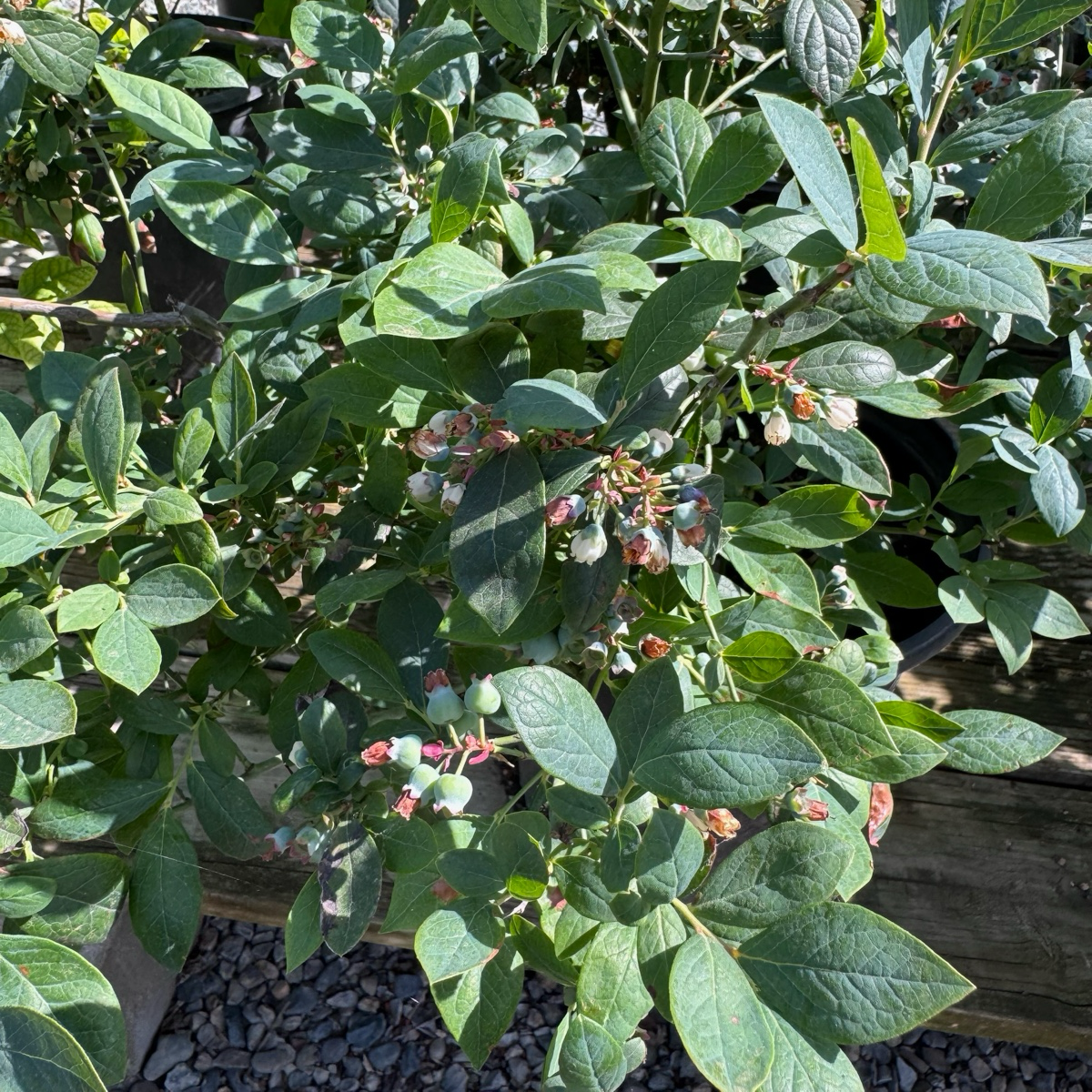 Misty  Shouthern Highbush Blueberry