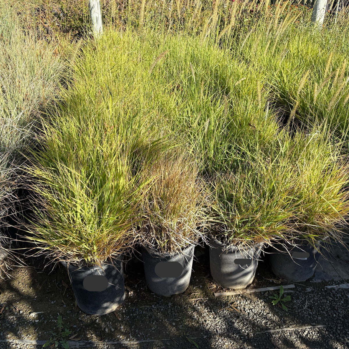 Fairy Tails Fountain Grass