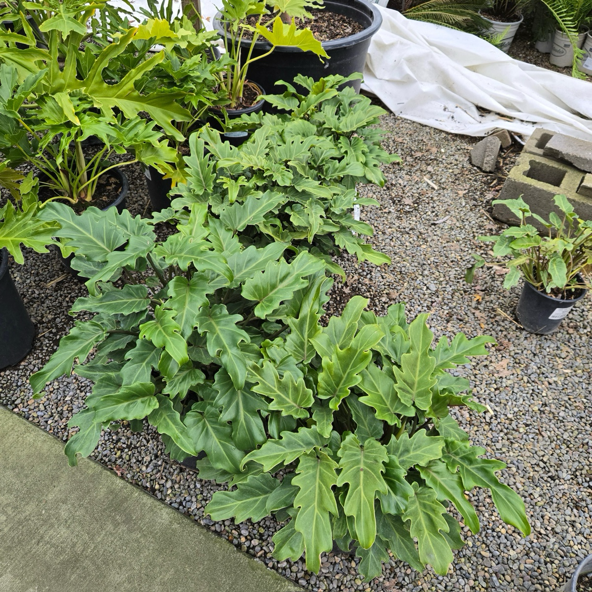 Xanadu Philodendron