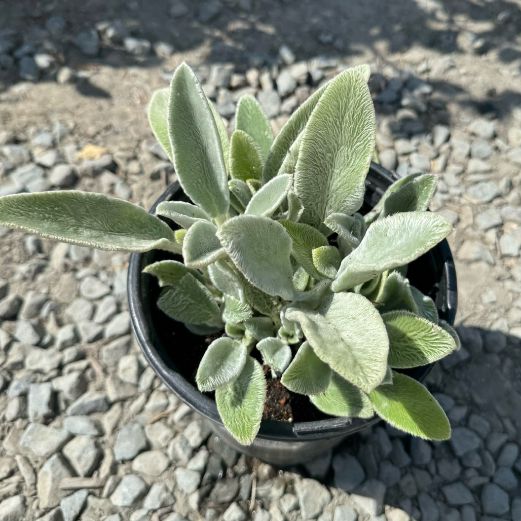 Lamb's Ear