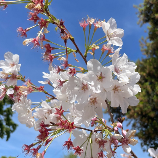 Cherry Blossom Tree-Single Layer Pink and White