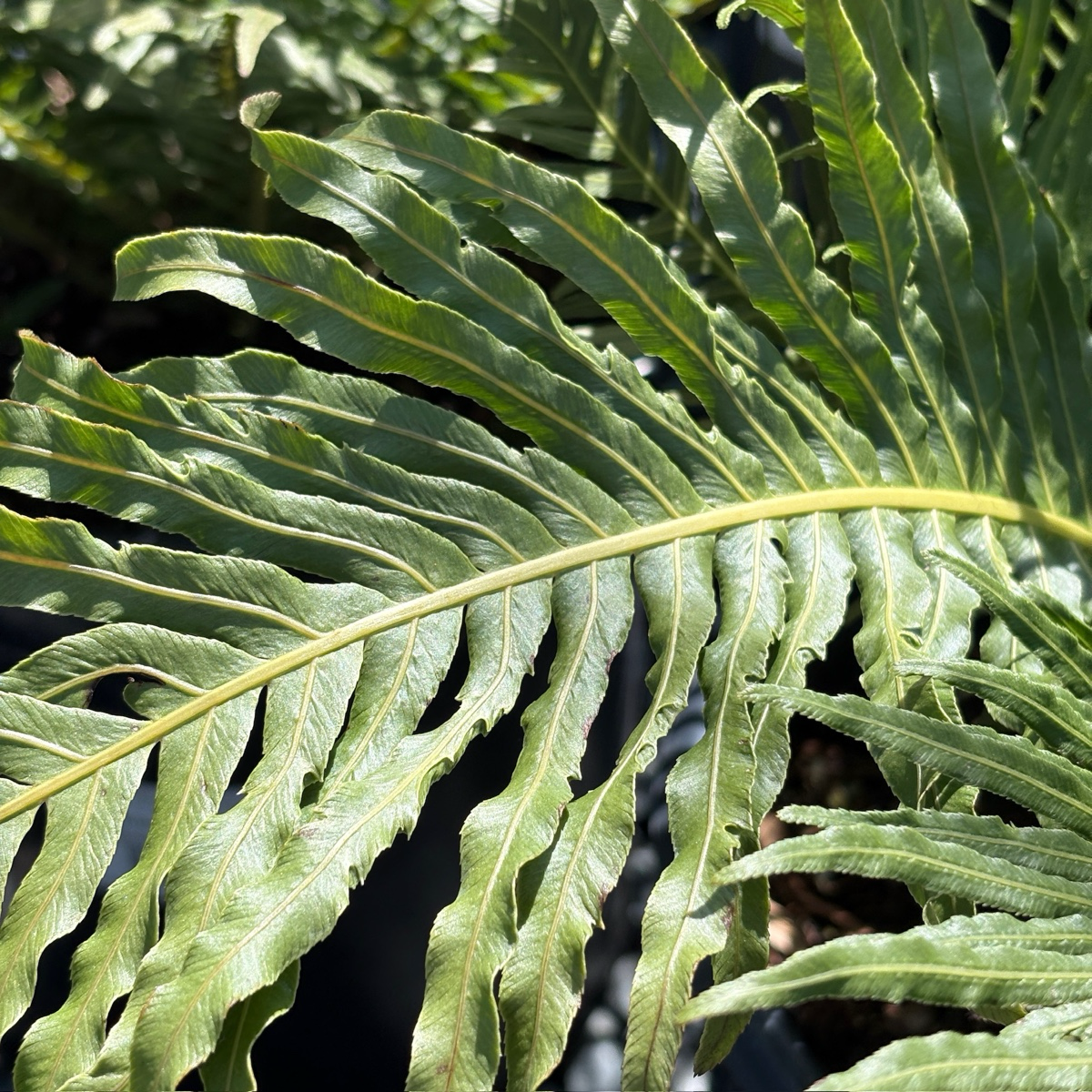 Silver Lady Fern